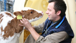 Portrait, Kalb, Mensch